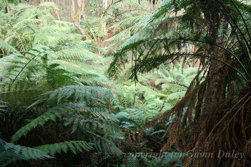 Tree fern gully, Pirianda Gardens IMG_7228.JPG